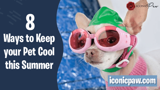 8 Ways to Keep Your Pet Cool This Summer - Iconic Paw