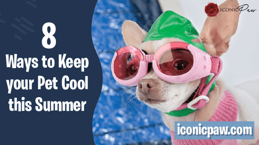 8 Ways to Keep Your Pet Cool This Summer - Iconic Paw