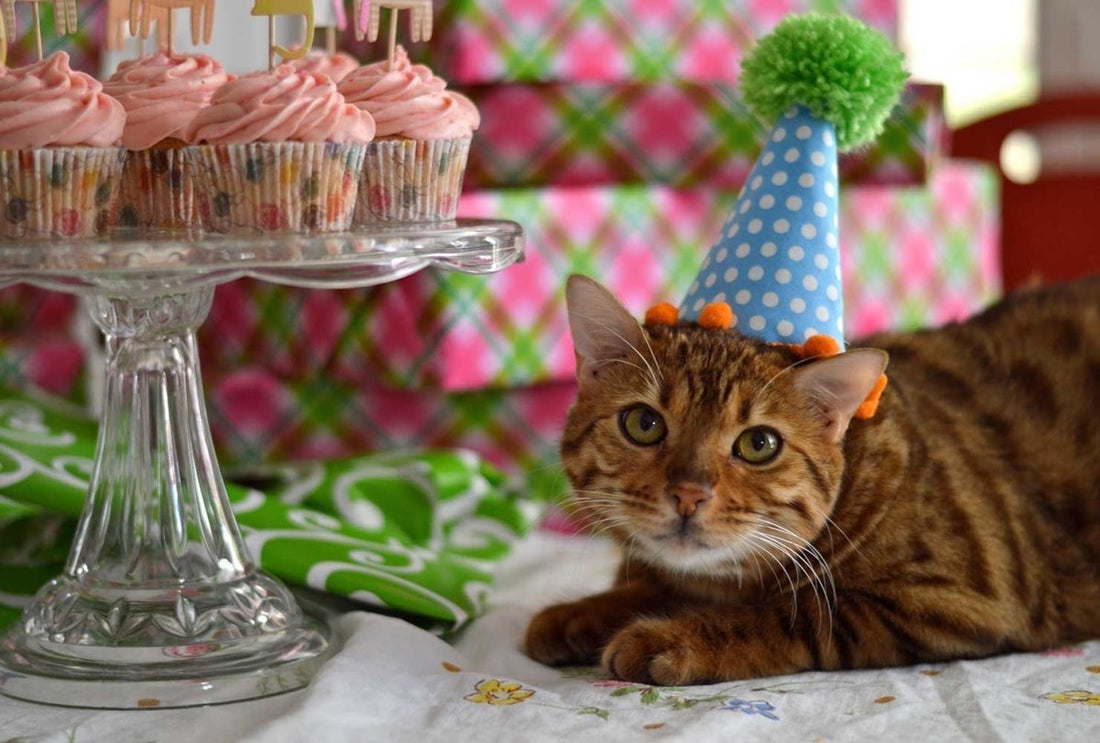 Fun Ways to Celebrate Your Pet's Birthday - Iconic Paw